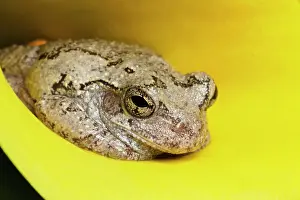 Kentucky: Gray Tree Frog, Kentucky, Hyla versicolor