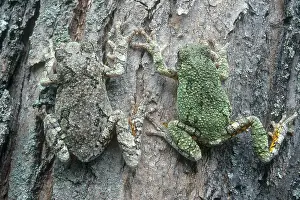 Versicolor: Gray Tree Frogs