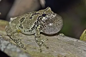 Croaking: Gray Treefrog
