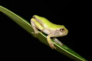 Poised: Gray Treefrog