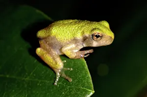 Poised: Gray Treefrog