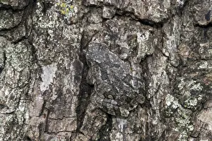 Cryptic: Gray Treefrog