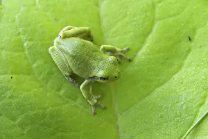 Versicolor: Gray Treefrog