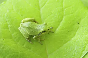 Versicolor: Gray Treefrog