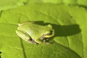 Versicolor: Gray Treefrog