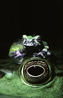 Lithobates: Gray Treefrog on a Bullfrog