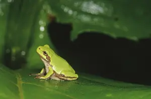 Versicolor: Gray Treefrog (Hyla versicolor)