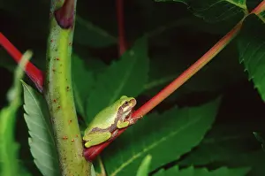 Versicolor: Gray Treefrog (Hyla versicolor)