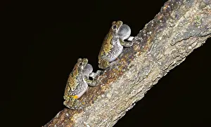 Treefrogs: gray treefrog - Hyla versicolor calling from willow