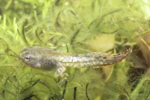 Froglet: Gray Treefrog tadpole (Hyla versicolor)