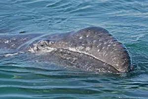 Robustus: Gray Whale