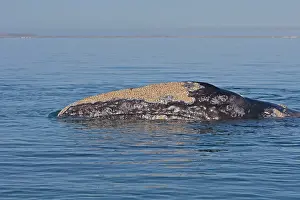 Robustus: Gray Whale