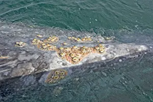 Robustus: Gray Whale