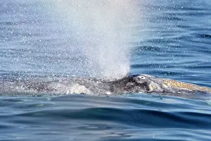 Blowhole: Gray Whale - blowing