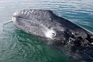 Eschrichtius: Gray whale - calf