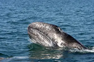 Eschrichtius: Gray Whale - calf