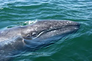 Eschrichtius: Gray whale - calf