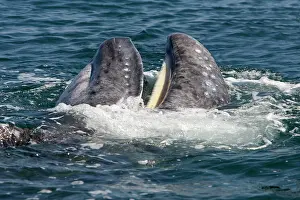 Eschrichtius: Gray Whale - calf playing near its mother, a calf