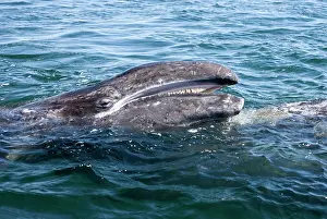 Eschrichtius: Gray whale - calf raising its head over its mother's