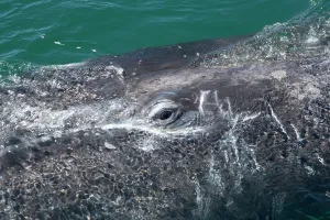 Eschrichtius: Gray whale - calfs eye