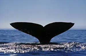 Dives: Gray Whale - diving, Gray Whale raising its flukes