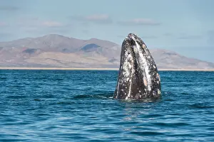 Robustus: Gray whale (Eschrichtius robustus) Baja California