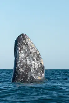 Robustus: Gray whale (Eschrichtius robustus) Baja California