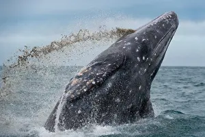 Robustus: Gray whale (Eschrichtius robustus) Baja California