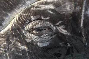 Robustus: Gray whale (Eschrichtius robustus) eye, Baja California