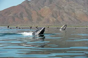 Robustus: Gray whale (Eschrichtius robustus) Spyhopping, BCS