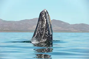 Robustus: Gray whale (Eschrichtius robusuts) Spyhopping, BCS
