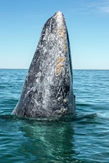 Robustus: Gray whale (Eschrichtius robusuts) Spyhopping, BCS