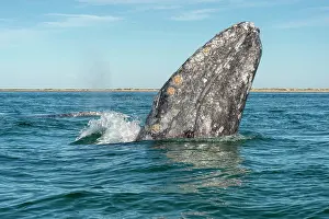 Robustus: Gray whale (Eschrichtius robusuts) Spyhopping, BCS
