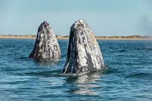 Robustus: Gray whale (Eschrichtius robusuts) Spyhopping, BCS