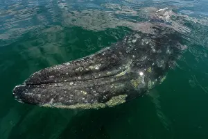 Robustus: Gray whale (Eschrichtius robusuts) under the surface, BCS