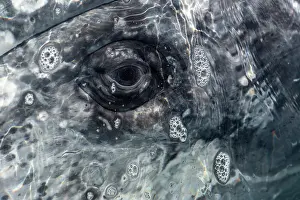 Robustus: Gray whale (Eshcrichtius robustus) The eye of a