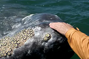 Barnacles: Gray Whale - Friendly gray whale, a whale watcher
