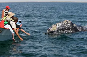 Watchers: Gray Whale - Friendly gray whale and whale watchers