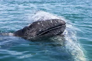 Eschrichtius: Gray Whale - mother and calf, calf leans its head
