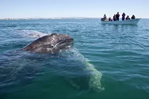 Raising: Gray whale - mother with calf raising its head
