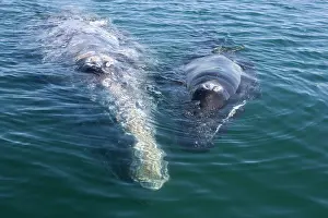 Eschrichtius: Gray Whale - mother and calf resting at the surface