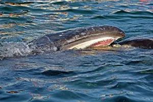 Robustus: Gray Whale - mouth