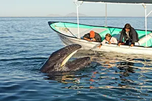 Tours: Gray Whale - with mouth open - with tourist boat