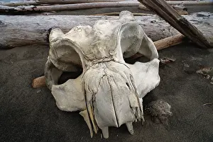 Eschrichtius: Gray Whale skull