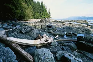 Eschrichtius: Gray Whale skull