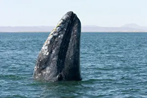 Hopping: Gray Whale - spyhopping
