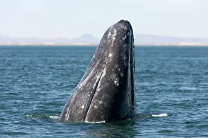 Hopping: Gray whale - spyhopping