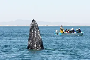 Hopping: Gray Whale - spyhopping