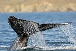 Robustus: Gray Whale - tail