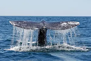 Robustus: Gray Whale - tail
